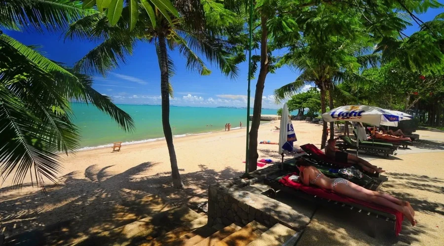 Superb view of palm at Naklua Beach in Pattaya.